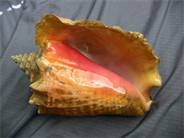 Beautiful queen conch shell, 10" large